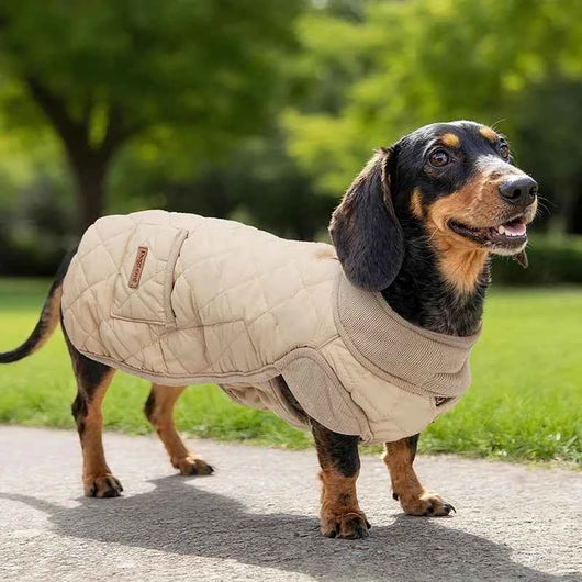 Pawxify LongFit Dachshund Winter Coat